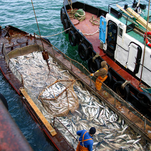 Commercial fishermen unloading catch, learn how to hire the right attorney for fish and game violations.